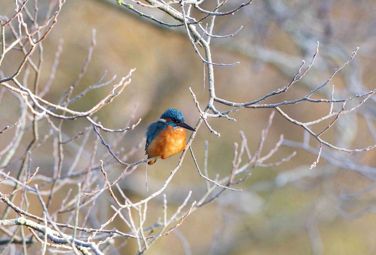 Eisvogel im Winter