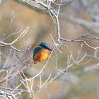 Eisvogel im Winter