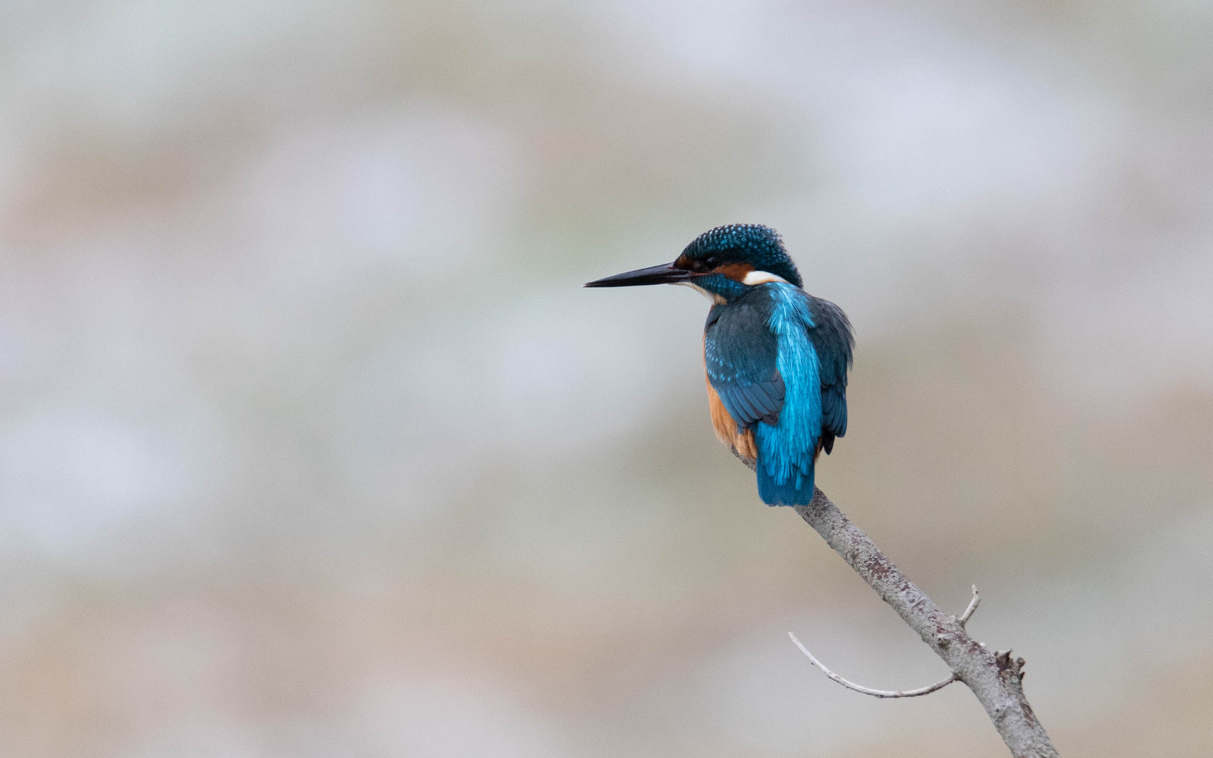 Eisvogel im Winter