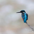 Eisvogel im Winter