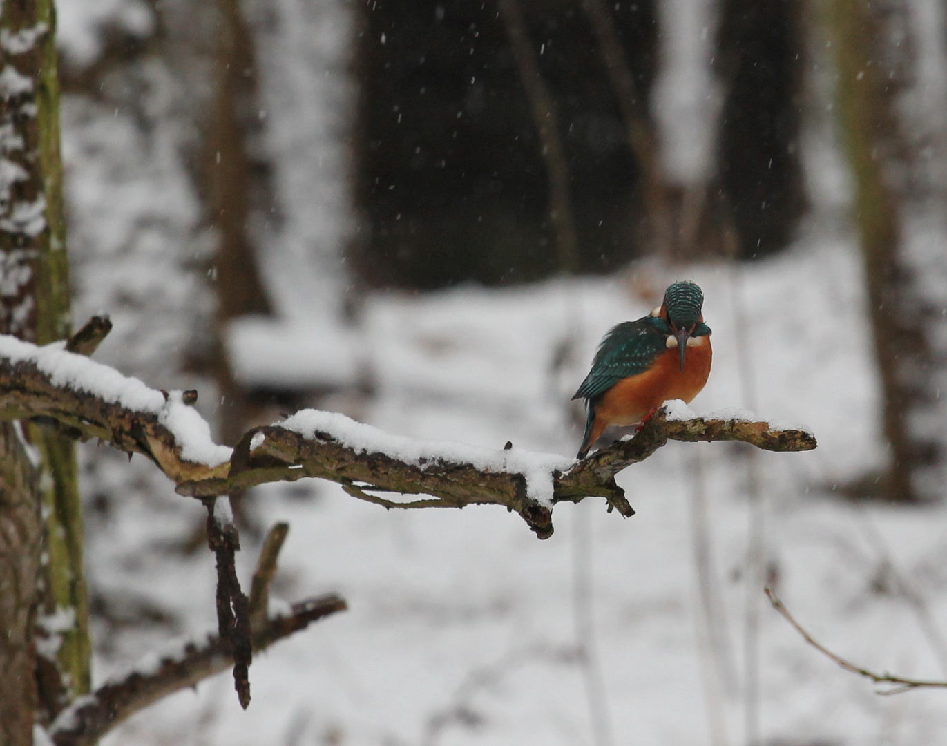 Eisvogel im winter