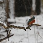 Eisvogel im winter