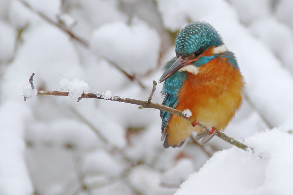 Eisvogel im Winter-Wonder-Land