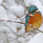 Eisvogel im Winter-Wonder-Land