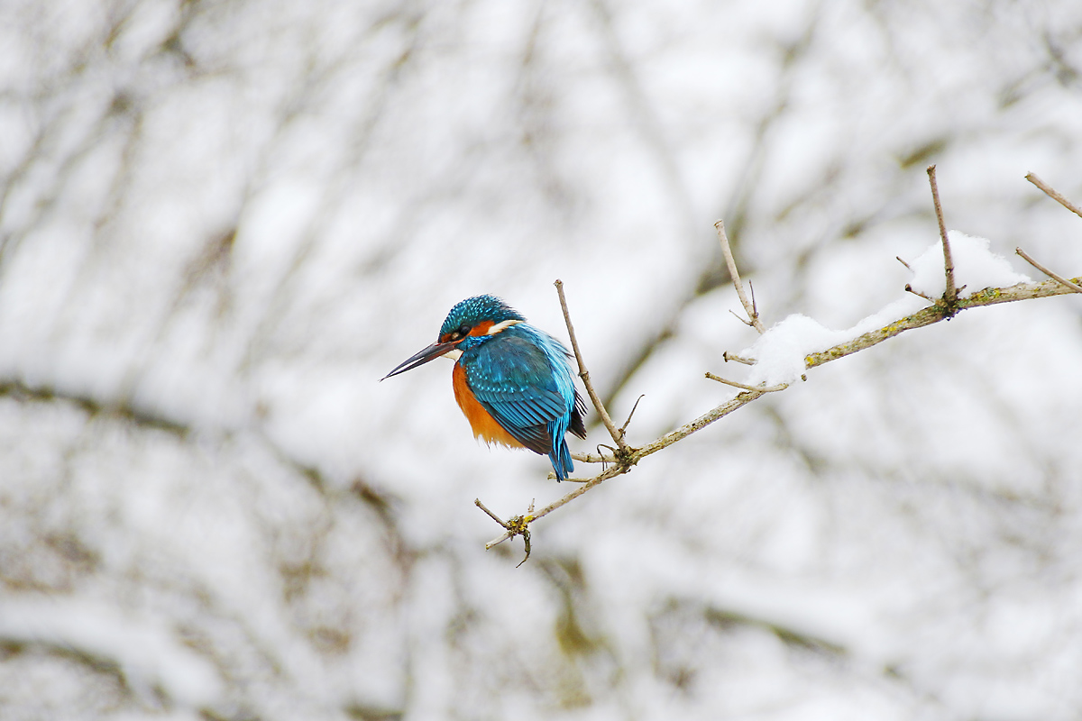 Eisvogel im winterlichen Ansitz