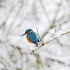 Eisvogel im winterlichen Ansitz