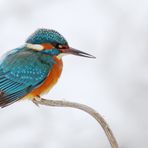 Eisvogel im winterllichen Ambiente