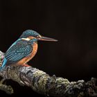 Eisvogel im Ziegeleipark