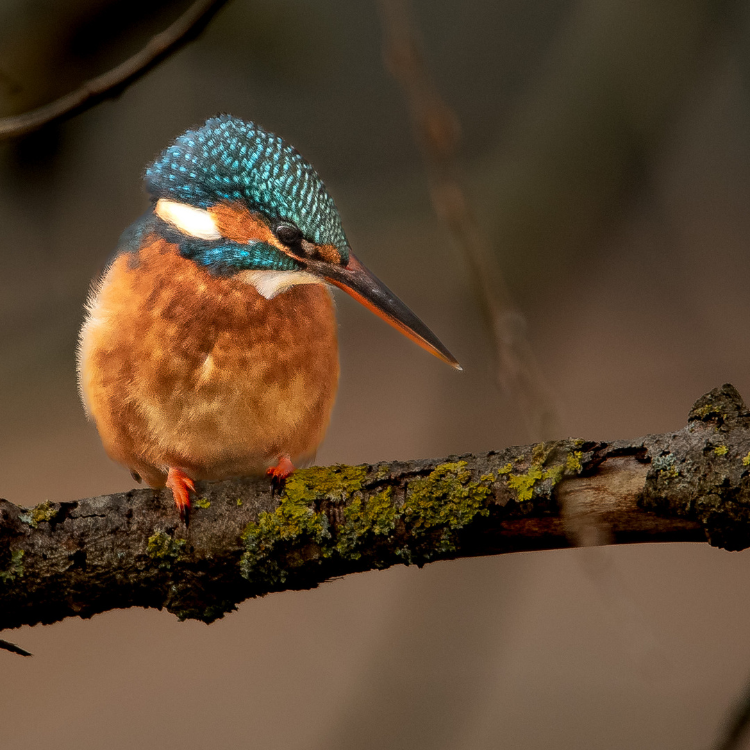 Eisvogel im Ziegeleipark