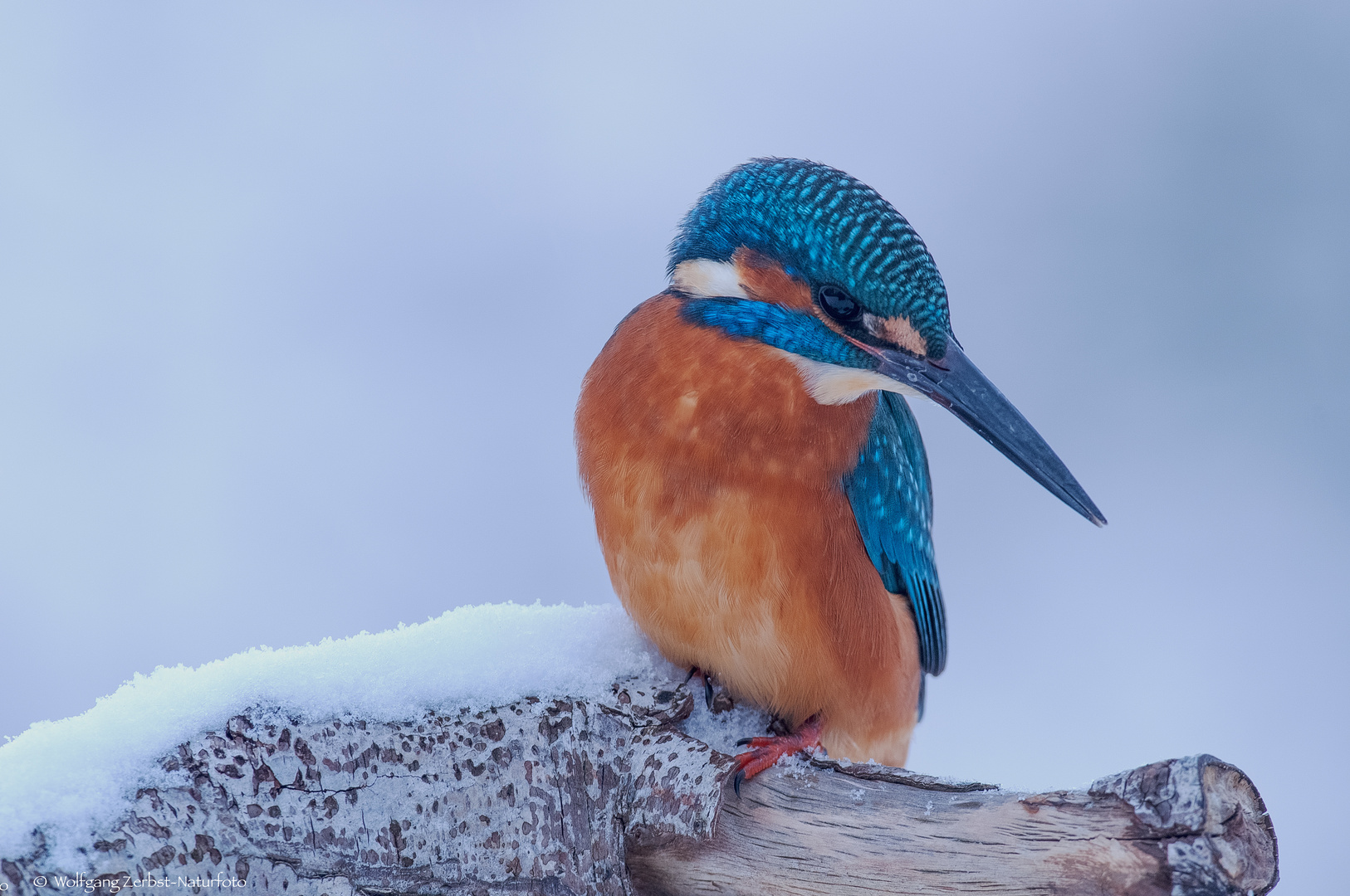  - Eisvogel immer am spähen !