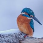  - Eisvogel immer am spähen !