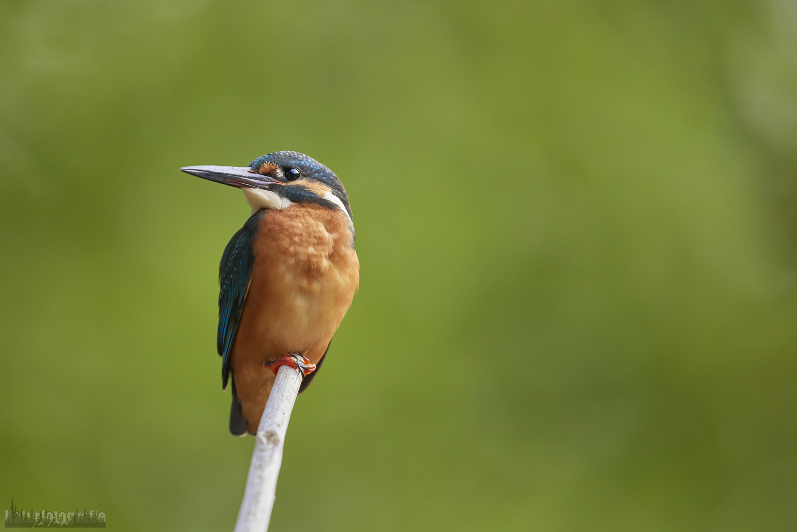 Eisvogel in 5m Entfernung