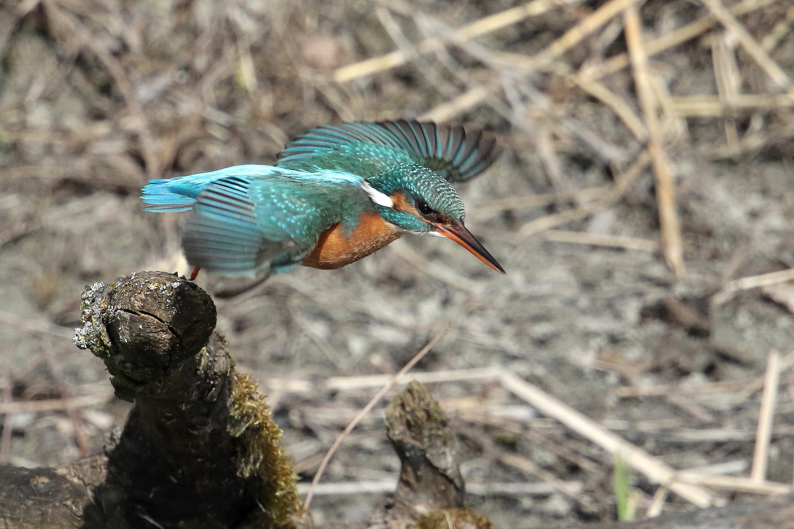 Eisvogel in action