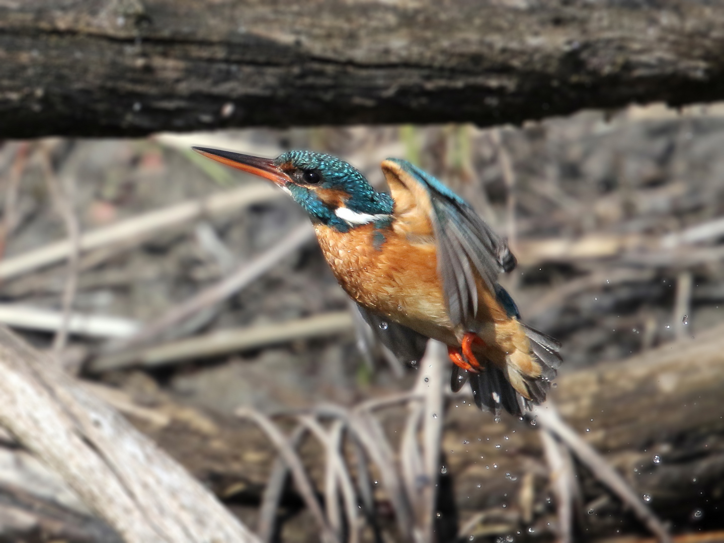 Eisvogel in action II