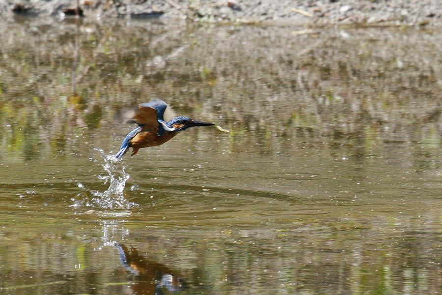 Eisvogel in Aktion