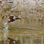 Eisvogel in Aktion