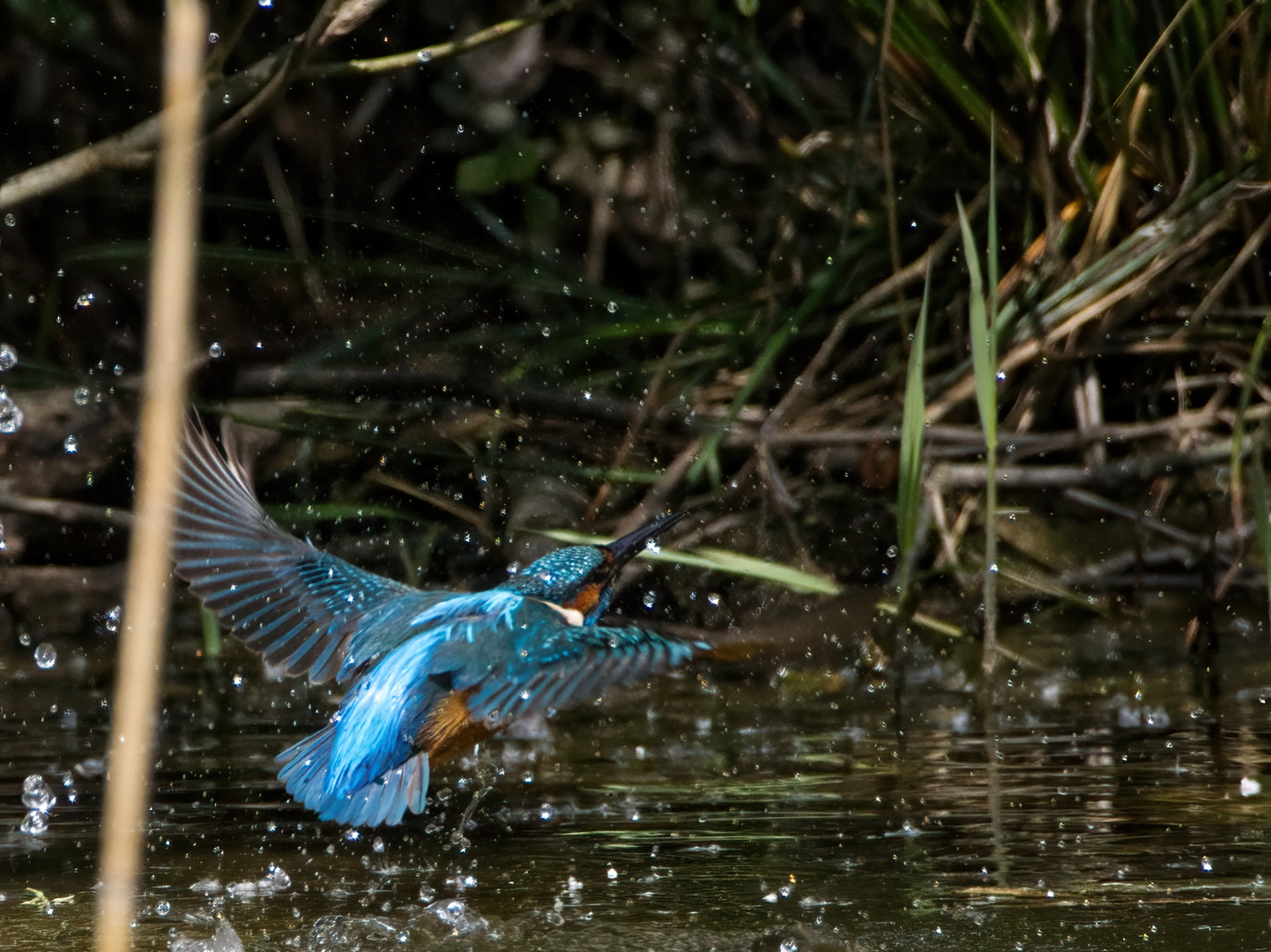 Eisvogel in Bewegung