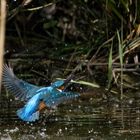 Eisvogel in Bewegung