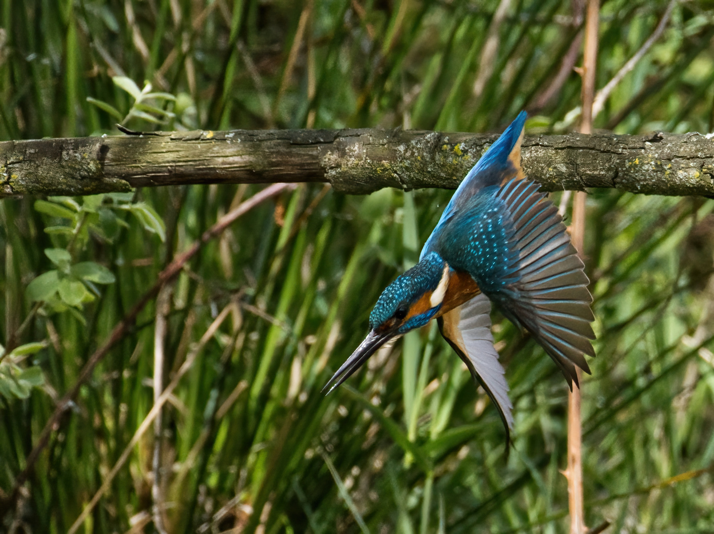 Eisvogel in Bewegung