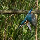 Eisvogel in Bewegung