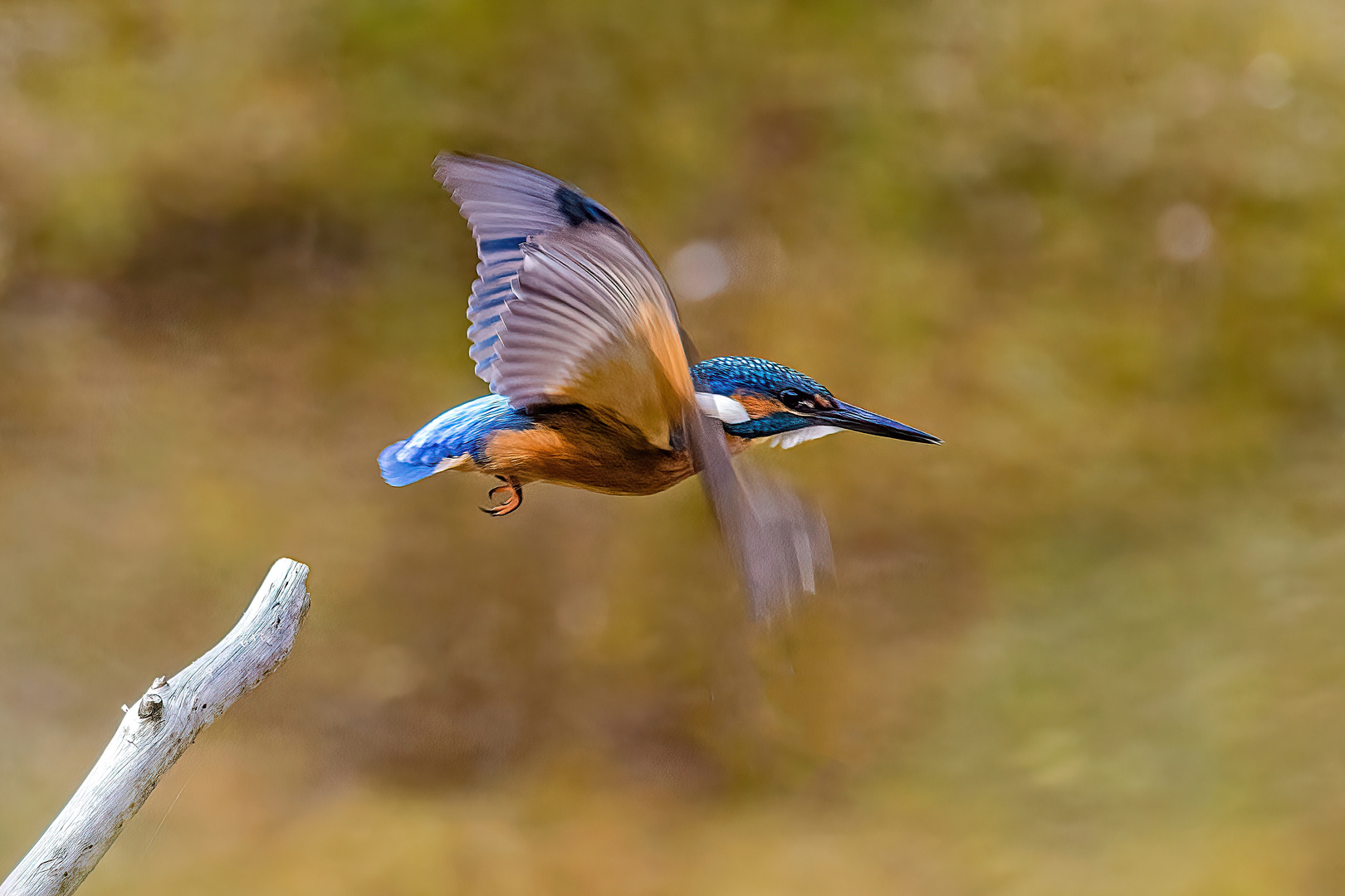 Eisvogel in Bewegung