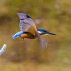 Eisvogel in Bewegung