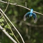 Eisvogel in Bewegung