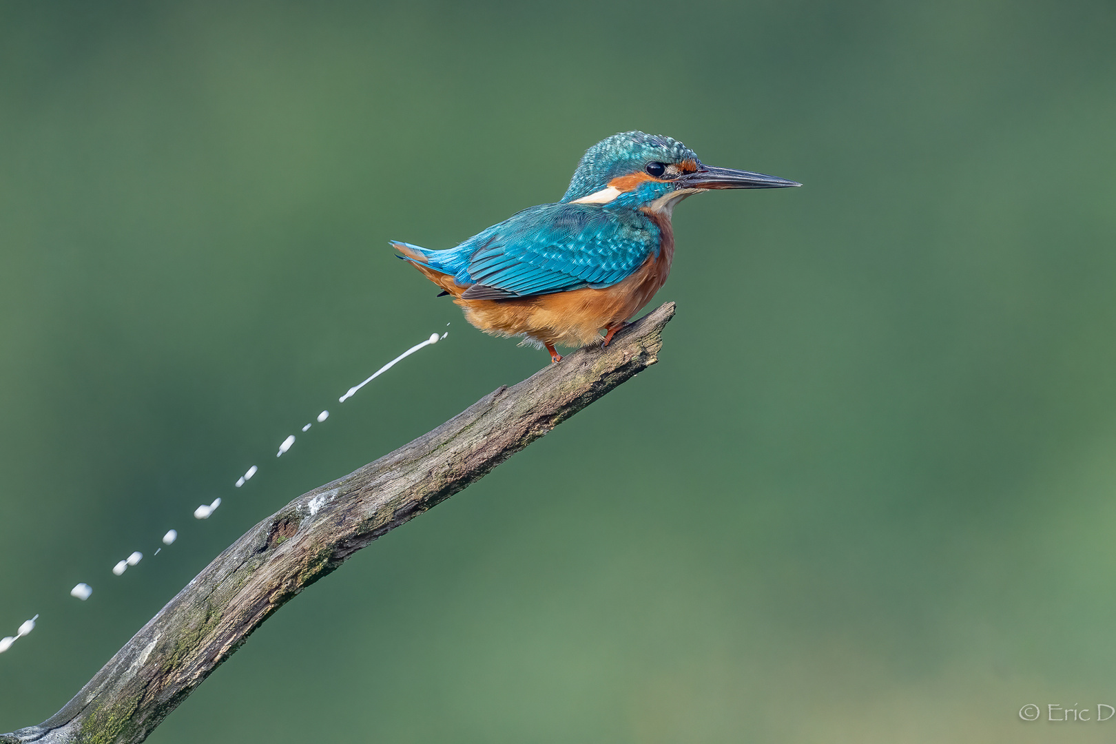 Eisvogel in Bewegung