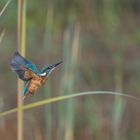 Eisvogel in Bewegung