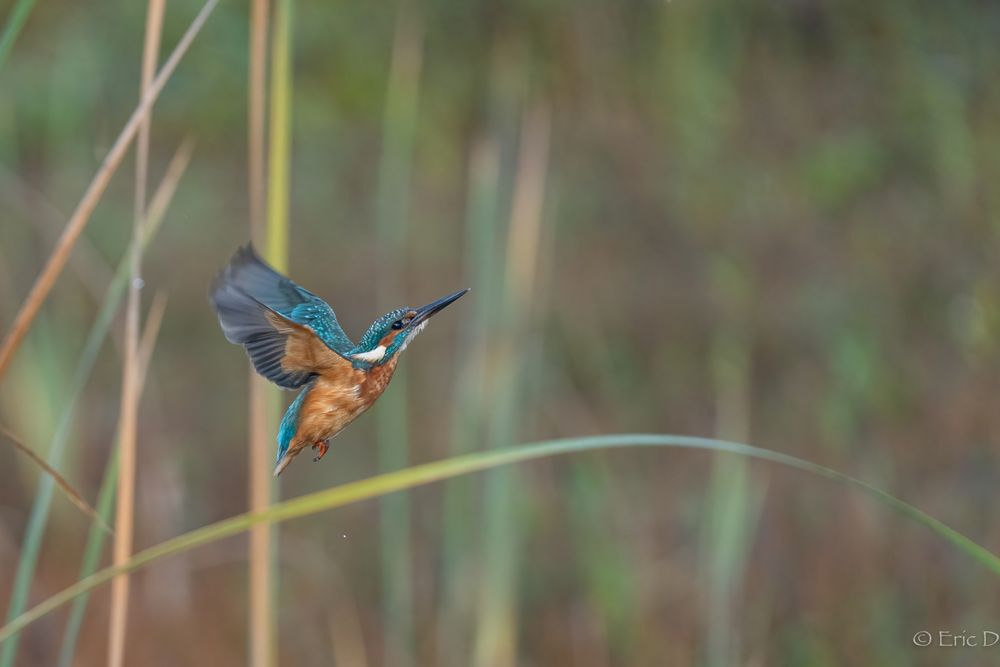 Eisvogel in Bewegung