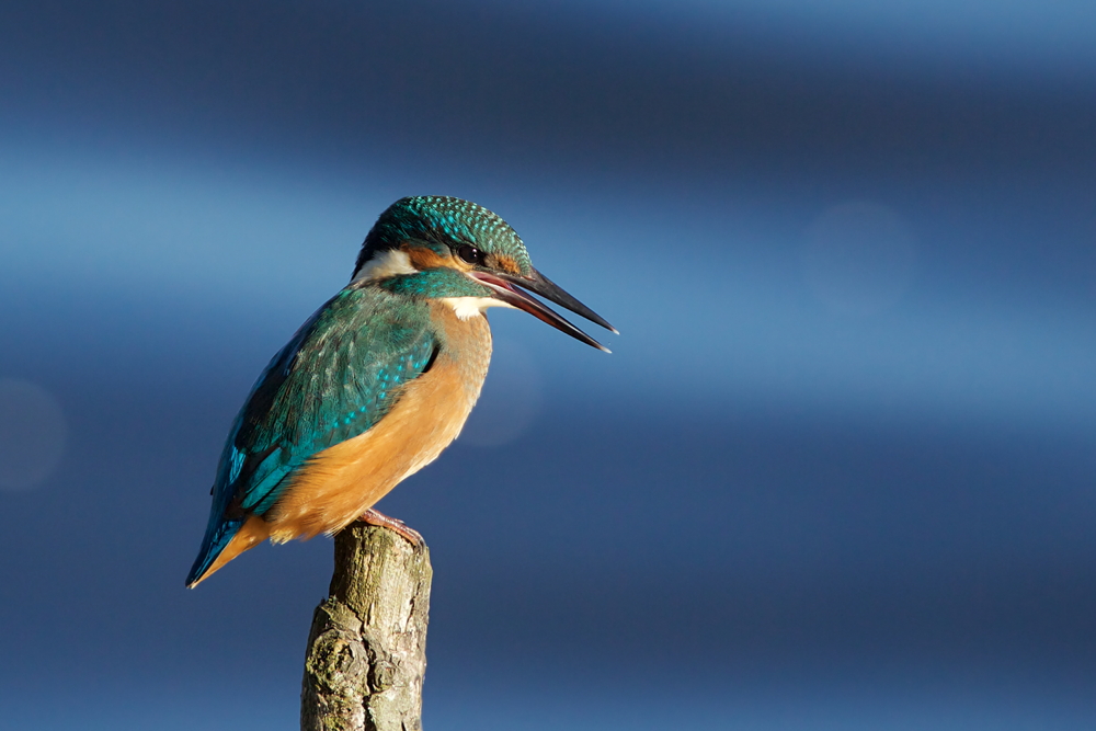 Eisvogel in Blue