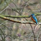 EISVOGEL IN BOTTROP