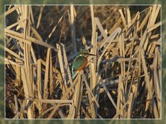 Eisvogel in Castrop