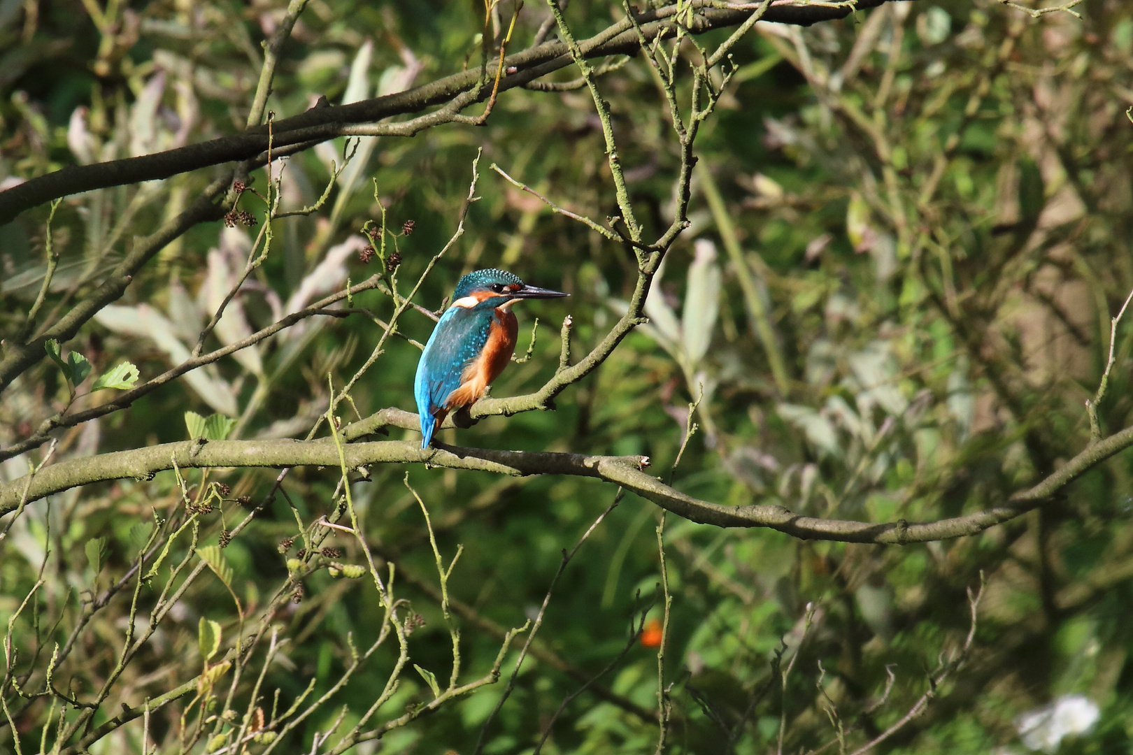 Eisvogel in den Kämpen die 1.