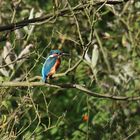 Eisvogel in den Kämpen die 1.