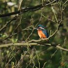 Eisvogel in den Kämpen die 3.