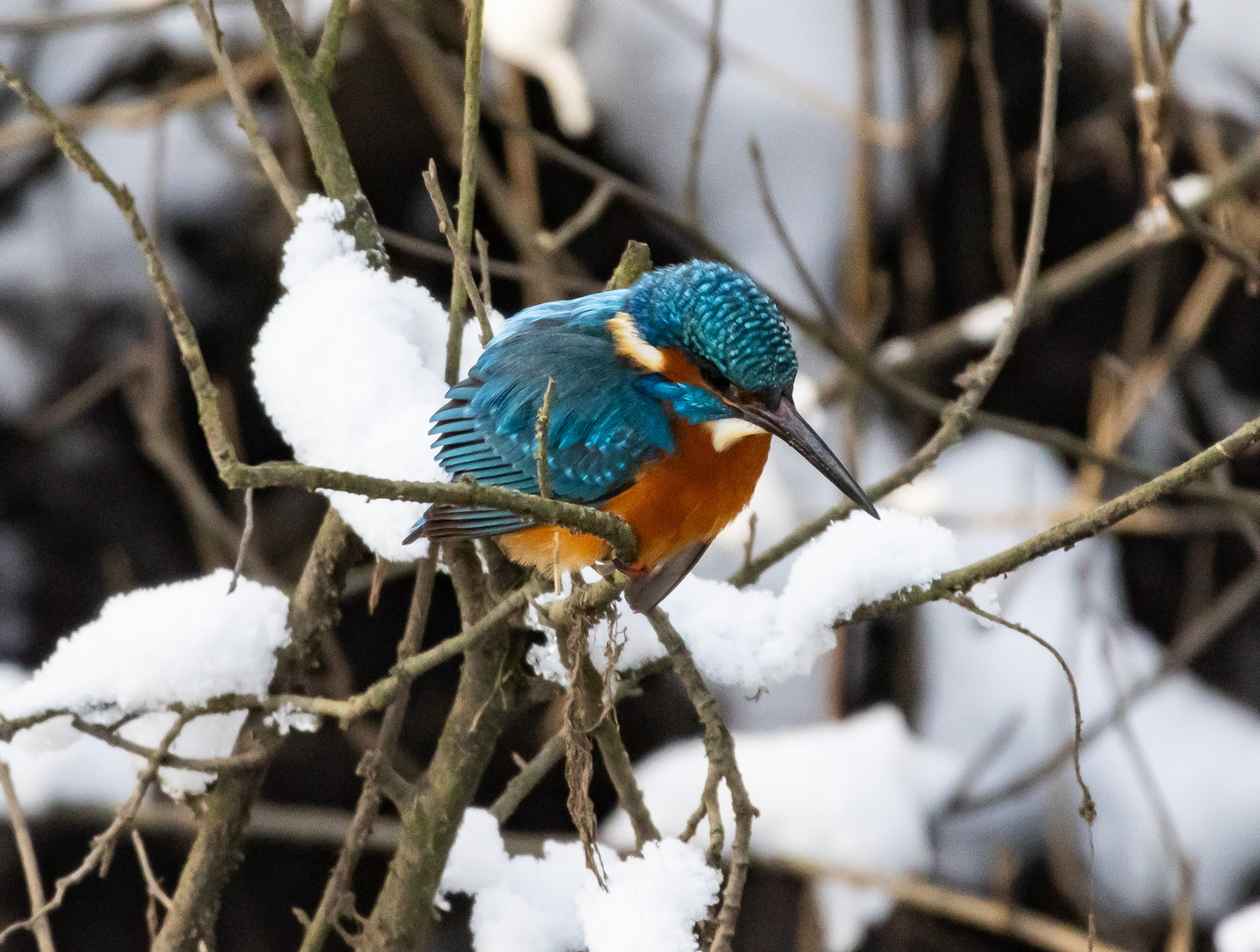 Eisvogel in den Kämpen