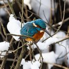 Eisvogel in den Kämpen