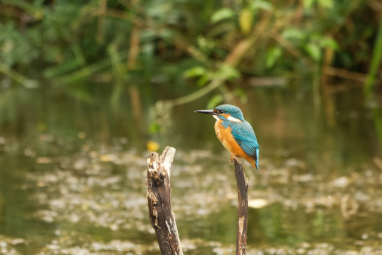 Eisvogel in den Lechauen