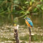 Eisvogel in den Lechauen