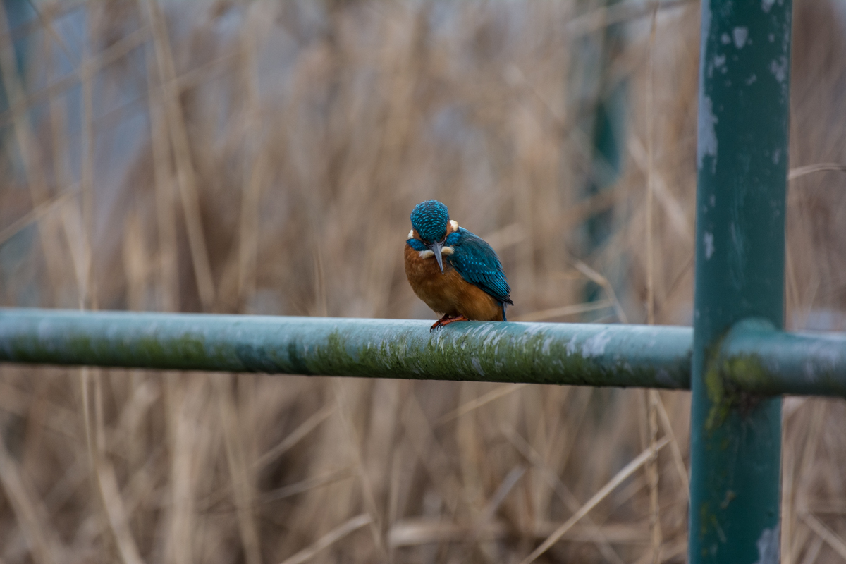 Eisvogel in den  Rieselfeldern Münsters