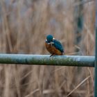 Eisvogel in den  Rieselfeldern Münsters