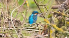 Eisvogel in den Ruhrauen bei Wickede