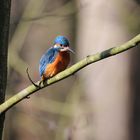 Eisvogel in den Urdenbacher Kämpen 2