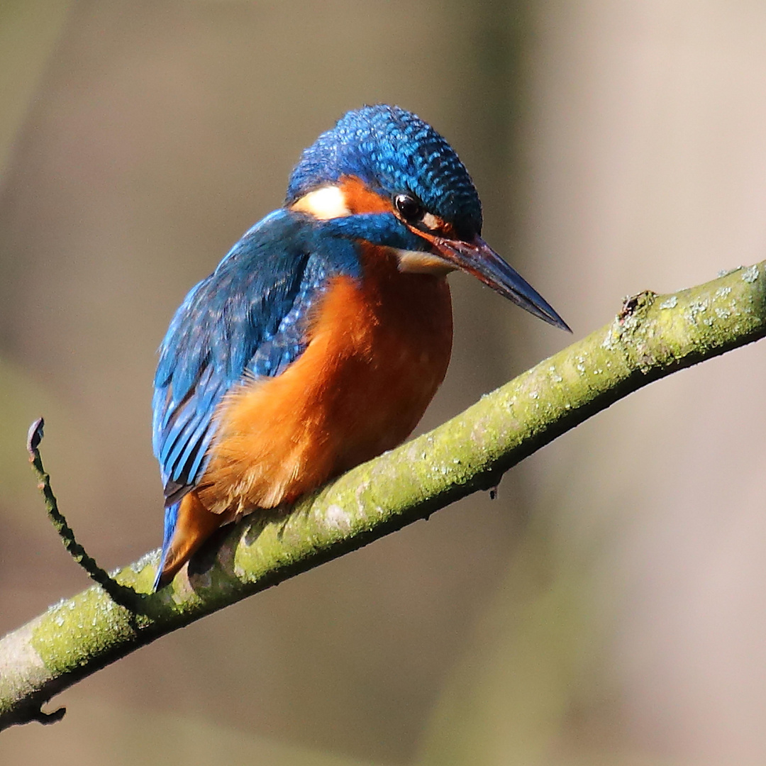 Eisvogel in den Urdenbacher Kämpen 4