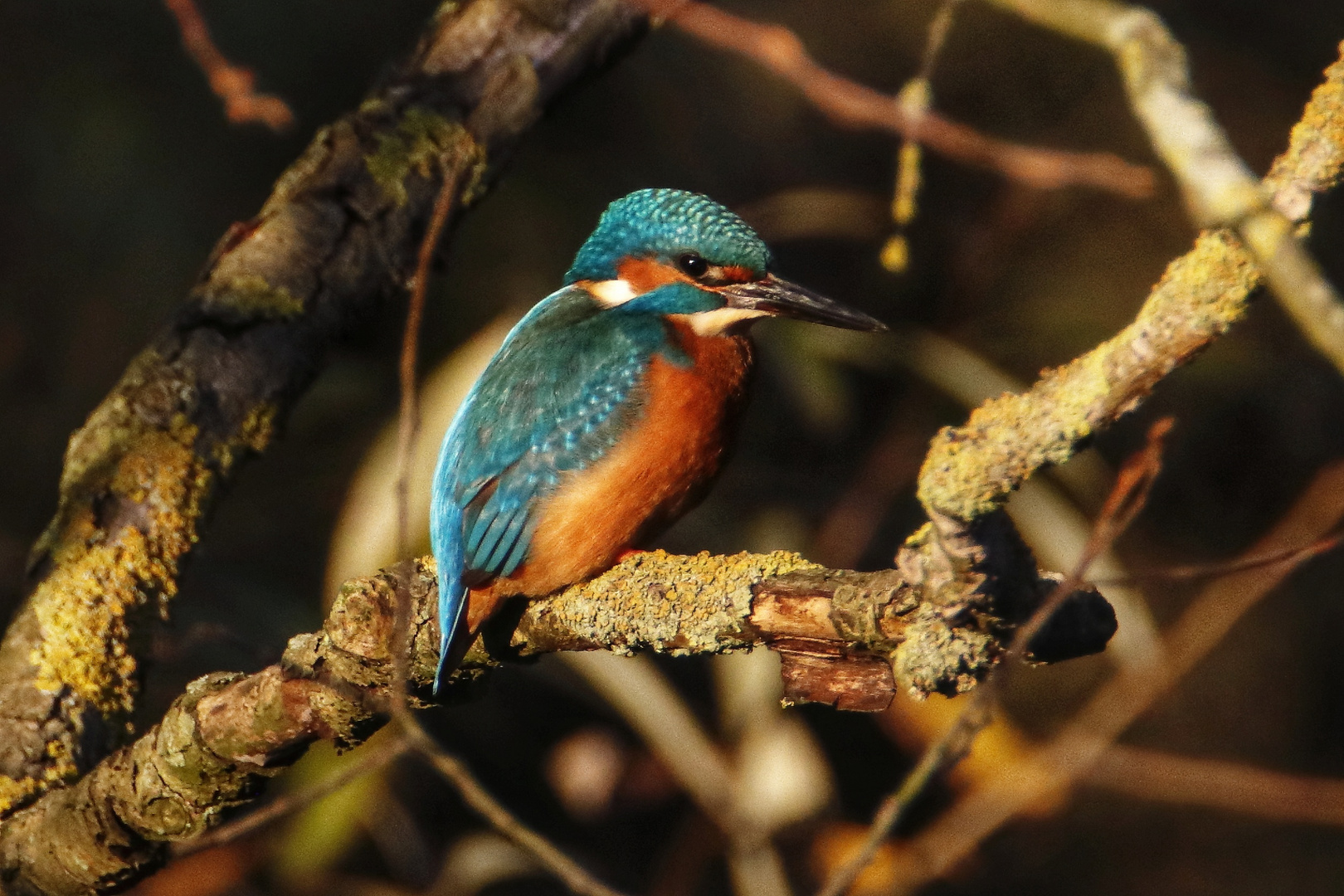 Eisvogel in der Abendsonne 