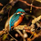 Eisvogel in der Abendsonne 