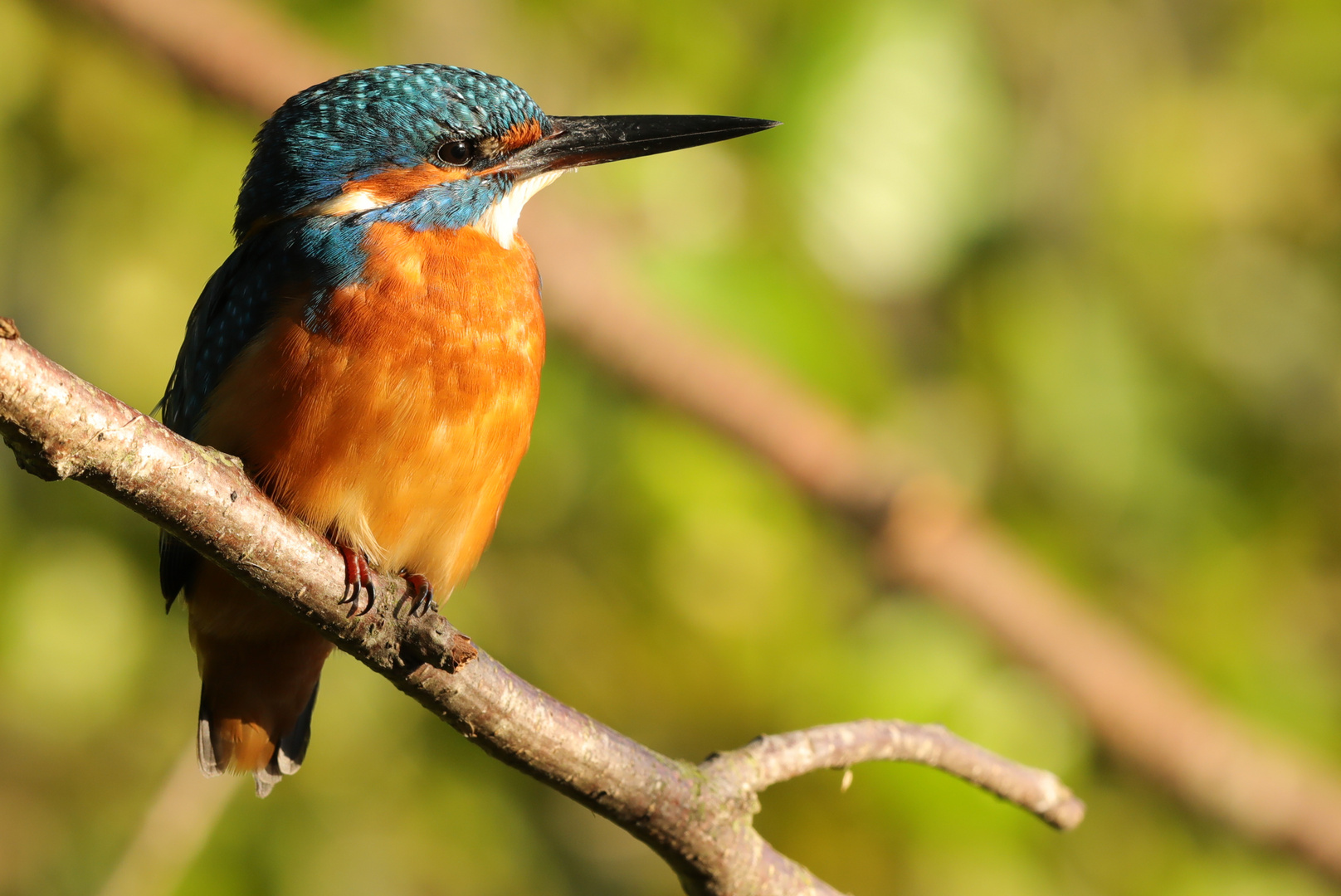 Eisvogel in der Abendsonne