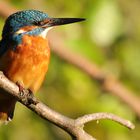 Eisvogel in der Abendsonne