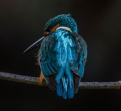 Eisvogel in der Abendsonne